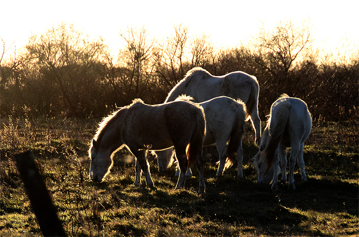 Saintes-Maries-de-la-Mer: Wild horses