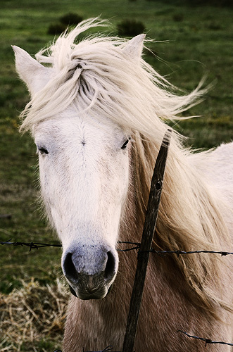 Saintes-Maries-de-la-Mer: Cavallo