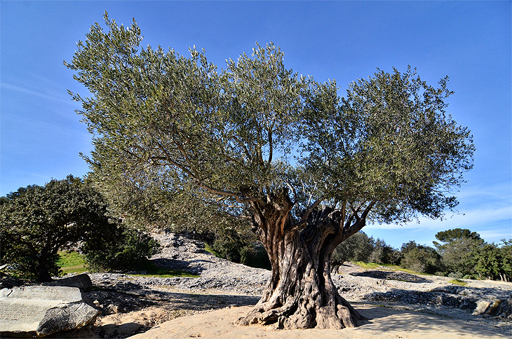 Vers-Pont-du-Gard: Ulivo secolare