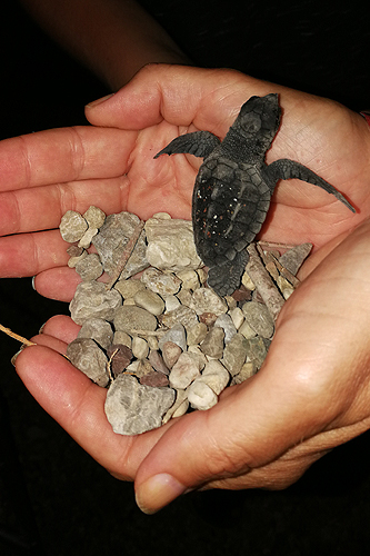 Kalo Nero: Tartaruga Caretta Caretta