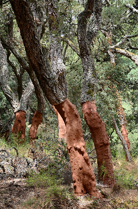 Gallura: Querce da sughero