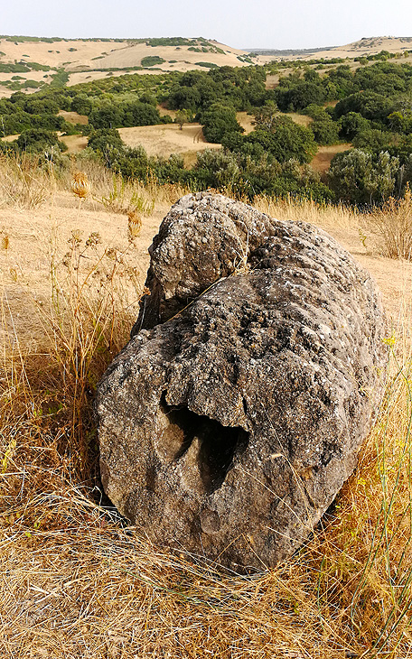 Martis: Foresta pietrificata Carrucana