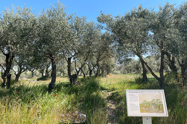 Saint-Rémy-de-Provence: I paesaggi di Vincent Van Gogh