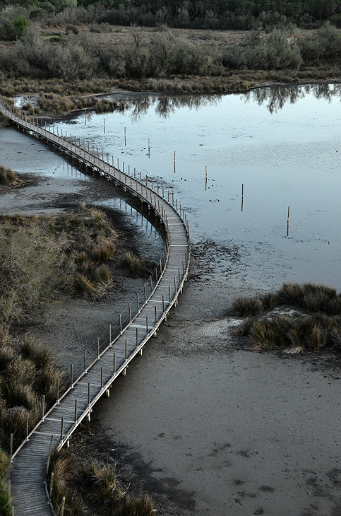 Petite Camargue: Sentiero nella palude