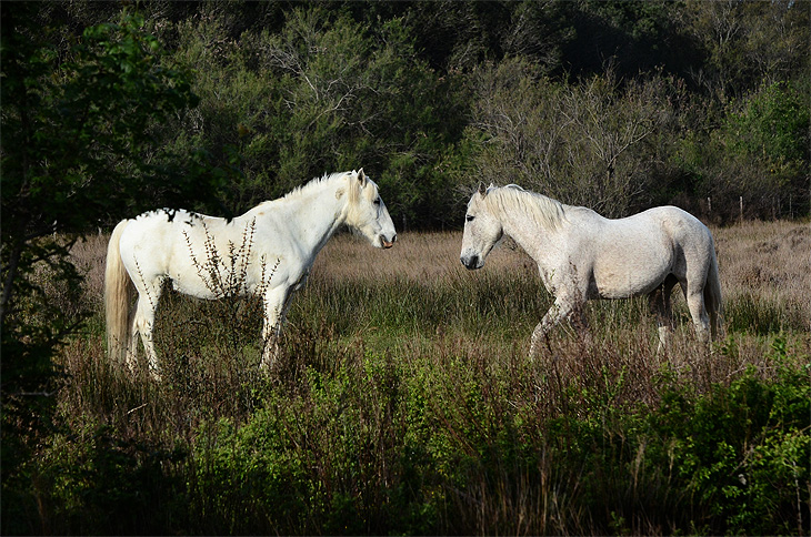 Saint-Laurent-d'Aigouze: Cavalli Camargue