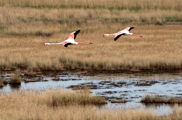 Saint-Laurent-d'Aigouze: Fenicotteri rosa