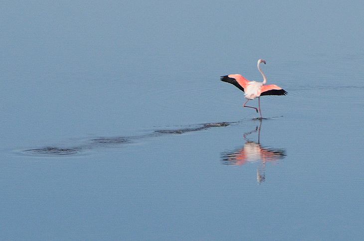 Saint-Laurent-d'Aigouze: Fenicottero rosa