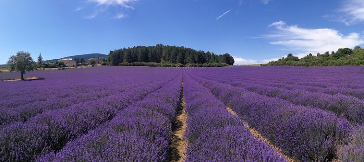 Aurel: Fioritura della lavanda