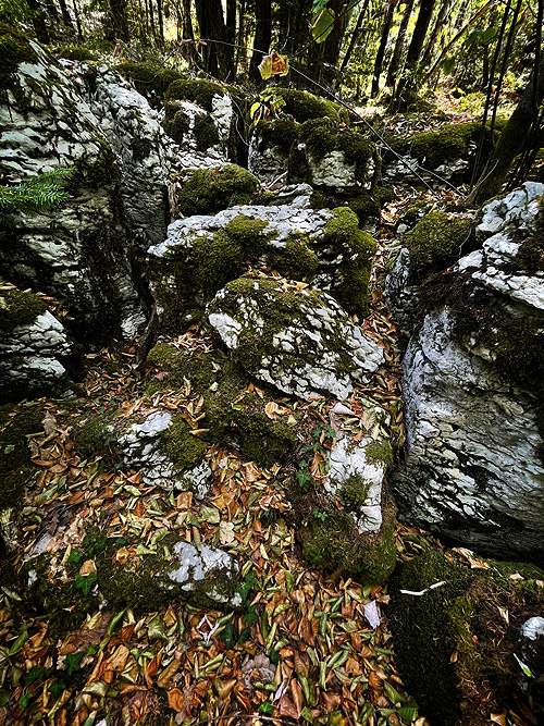 Saint-Christophe: Bosco