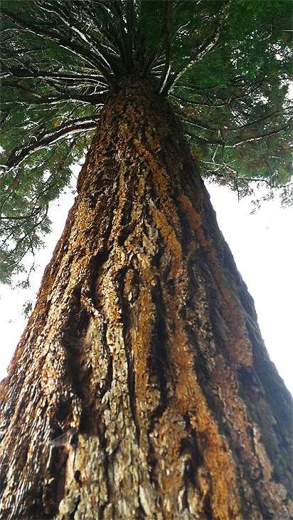Bad Wildbad: Sequoia