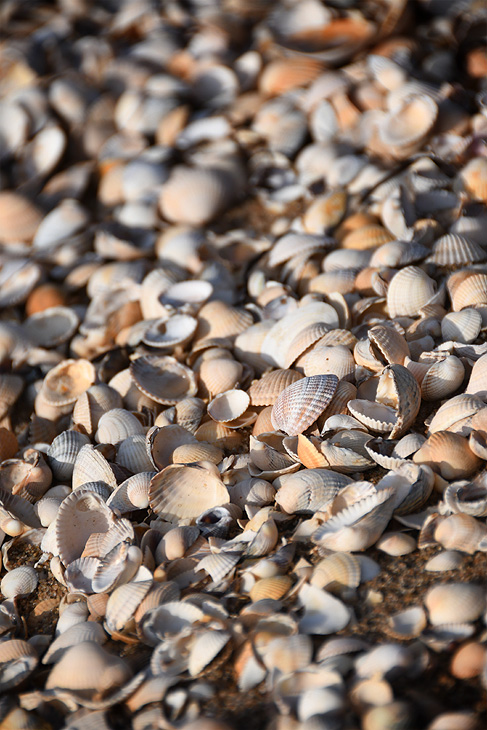 Sibirien: Spiaggia di conchiglie