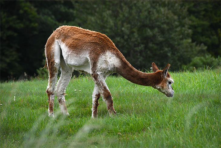 Hjärnarp: Alpaca