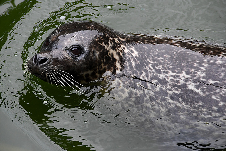 Göteborg: Foca