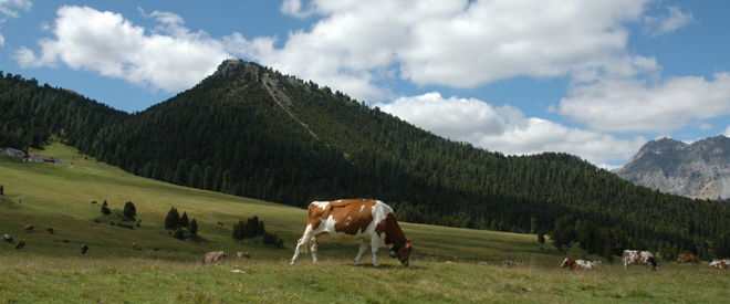 Pass dal Fuorn (Svizzera): Mucca pezzata