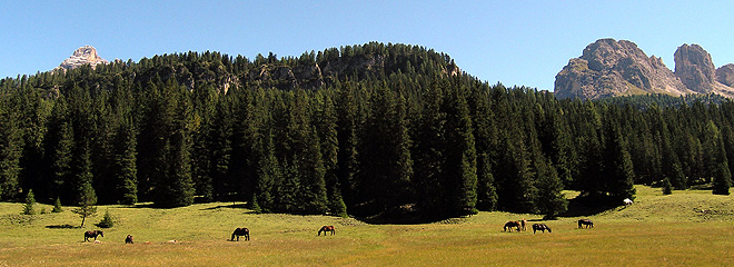 Misurina: Cavalli al pascolo