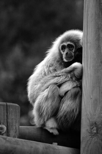 La Palmyre zoo: Gibbone