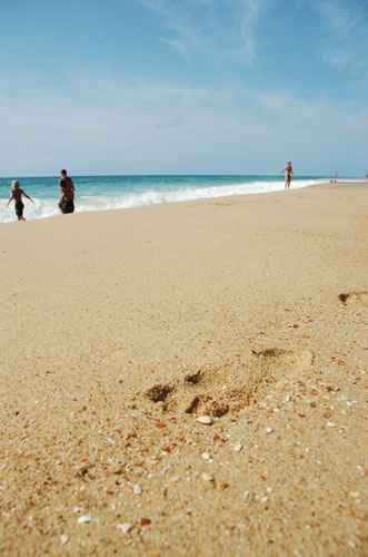 Lège - Cap Ferret: Orme