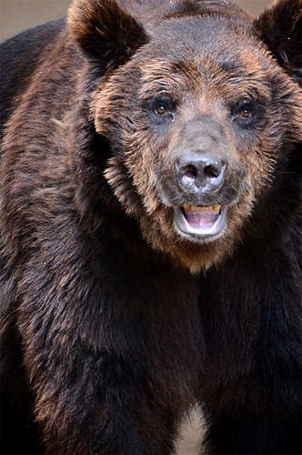 Parco Nazionale d'Abruzzo Lazio e Molise: Orso bruno