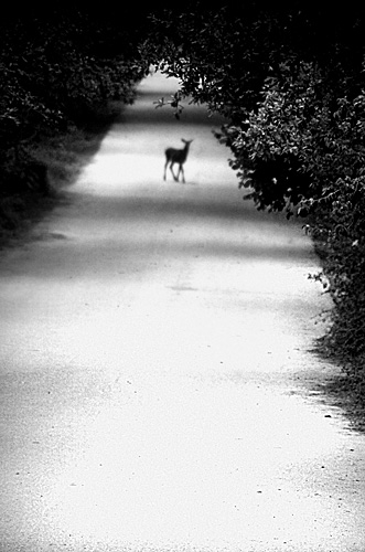 Parco Nazionale d'Abruzzo Lazio e Molise: Capriolo