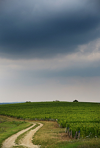 Pouilly-sur-Loire: Vigneti di Pouilly-Fumé