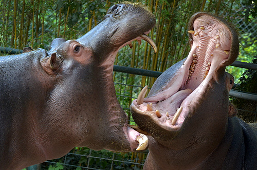 Zoo de La Palmyre: Ippopotami