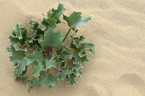 Les Mathes: Pianta del deserto