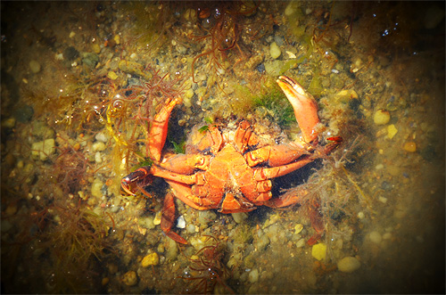 Île de Noirmoutier: Granchio