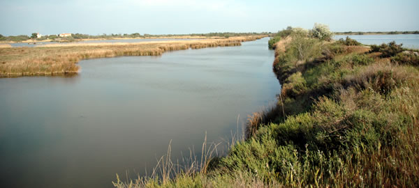 Camargue: Saline