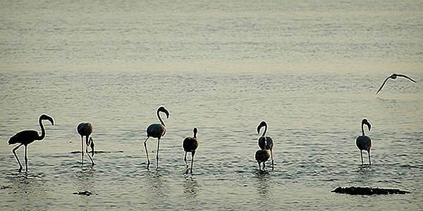 Camargue: Fenicotteri