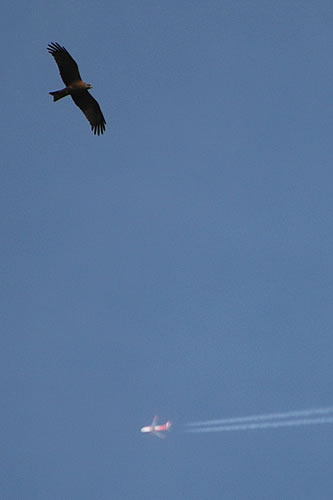 Lac de Serre-Ponçon: Falco