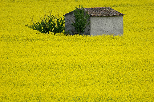 Gréoux-les-Bains: Campo giallo