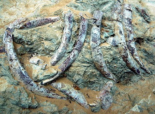 Vallée des Sirenes: Sirenidi fossili