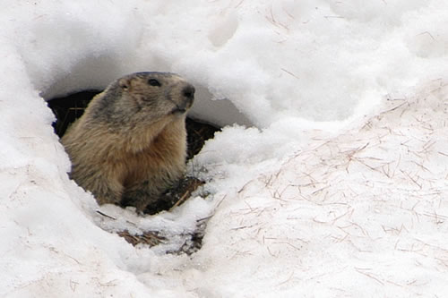 Colle della Maddalena: Marmotta